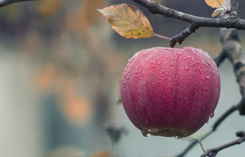 Apple Music: Cancel Subscription