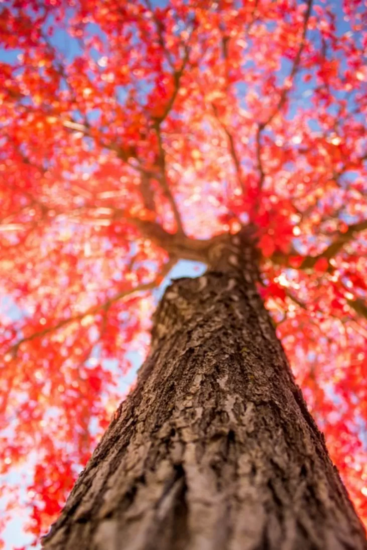 What is Android Auto? Simply explained