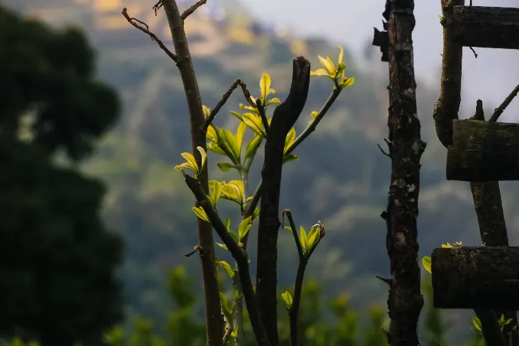 Cultivating Green: Unleashing the Power of Plant Care Applications